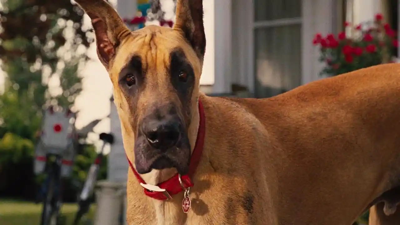 Cachorro protagonista de Marmaduke 2010